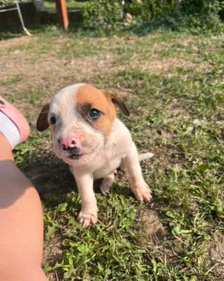 Cuccioli taglia media