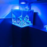 Acquario Marino AQPET Kubic 50x50x50