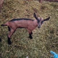 Camosciata delle Alpi