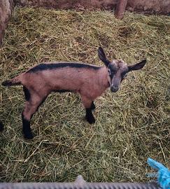 Camosciata delle Alpi