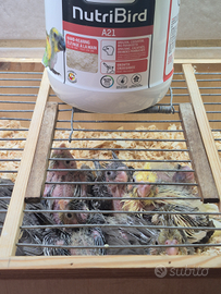 Pappagalli Calopsite allevati a mano