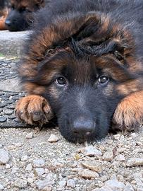 Cuccioli Pastore Tedesco