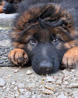 Cuccioli Pastore Tedesco
