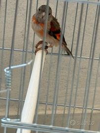 Cardinalina