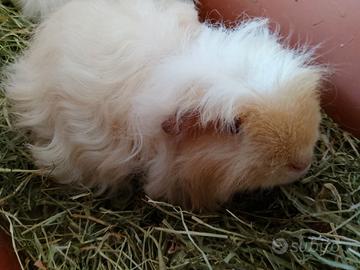 cavie merino e sheltie