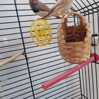 Diamantini maggiorati