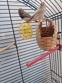 Diamantini maggiorati