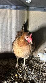 Galline oche papere mute