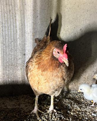 Galline oche papere mute