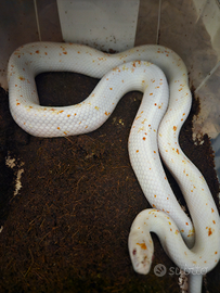 Pantherophis guttatus palmetto
