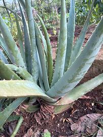Pianta Aloe