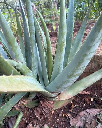 Pianta Aloe