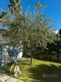 2 ulivi leccino