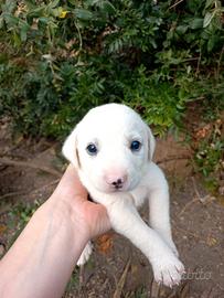 Cuccioli taglia medio-piccola