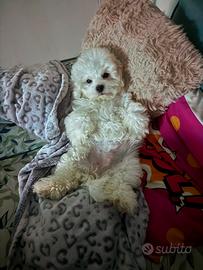 Maltipoo