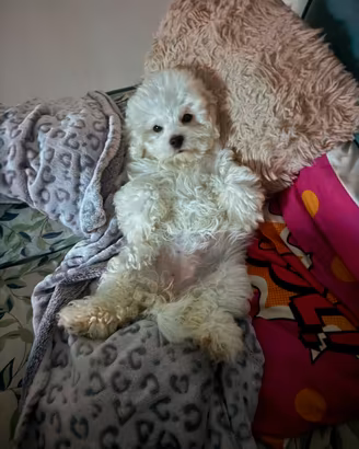 Maltipoo