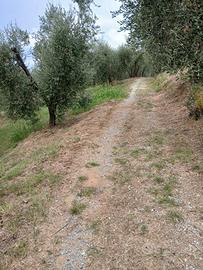 Vendita oliveto
