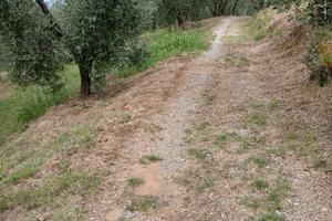 Vendita oliveto