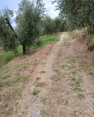 Vendita oliveto