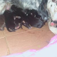 Dono piccoli di cane