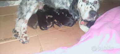 Dono piccoli di cane