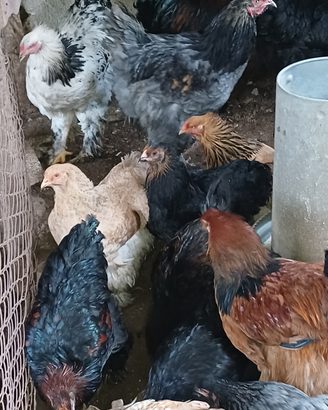 Animali da cortile