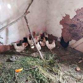 Galline , galli , pollastre e anatroccoli
