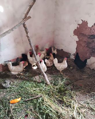 Galline , galli , pollastre e anatroccoli