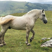 Stallone percheron