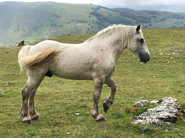 Stallone percheron