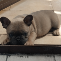 Cuccioli bulldog francese