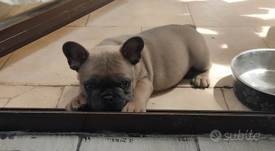 Cuccioli bulldog francese