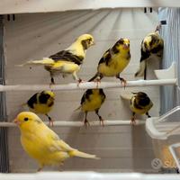 Canarini Timbrado Spagnoli