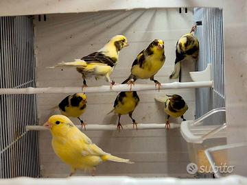 Canarini Timbrado Spagnoli