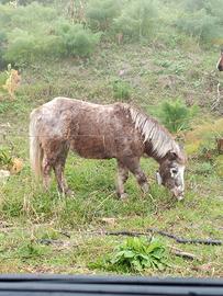 Pony femmina