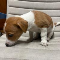 Cuccioli di Jack Russell