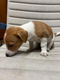 Cuccioli di Jack Russell