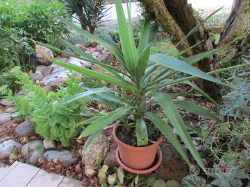 yucca ornamentale