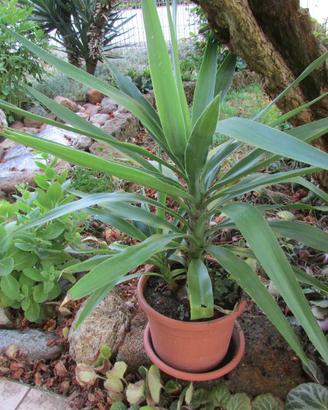 yucca ornamentale