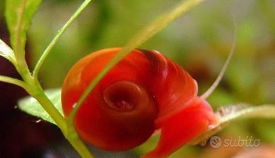 Lumachine planorbarius