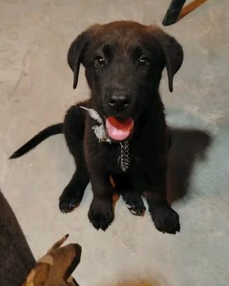 Cagnolino