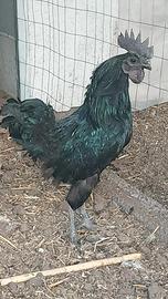 Giovane gallettto cemani