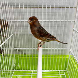 Canarini varie razze