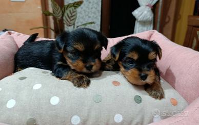 2 cucciole Yorkshire