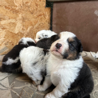 Cuccioli pastore australiano
