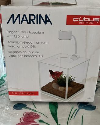 Acquario pesce combattente (beta)