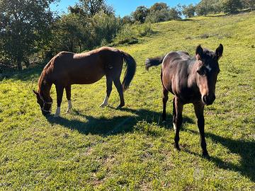Fattrice e puledra Quarter