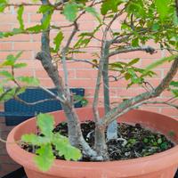 prebonsai di quercia