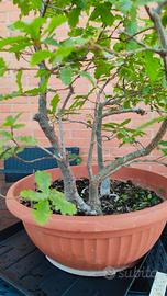 prebonsai di quercia
