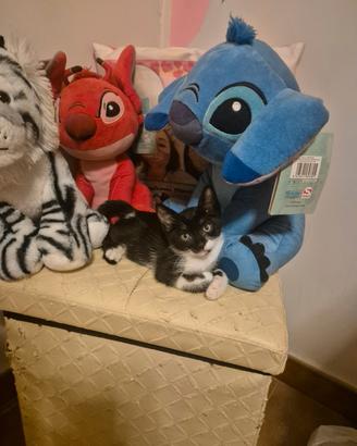 Gattina 2 mesi
